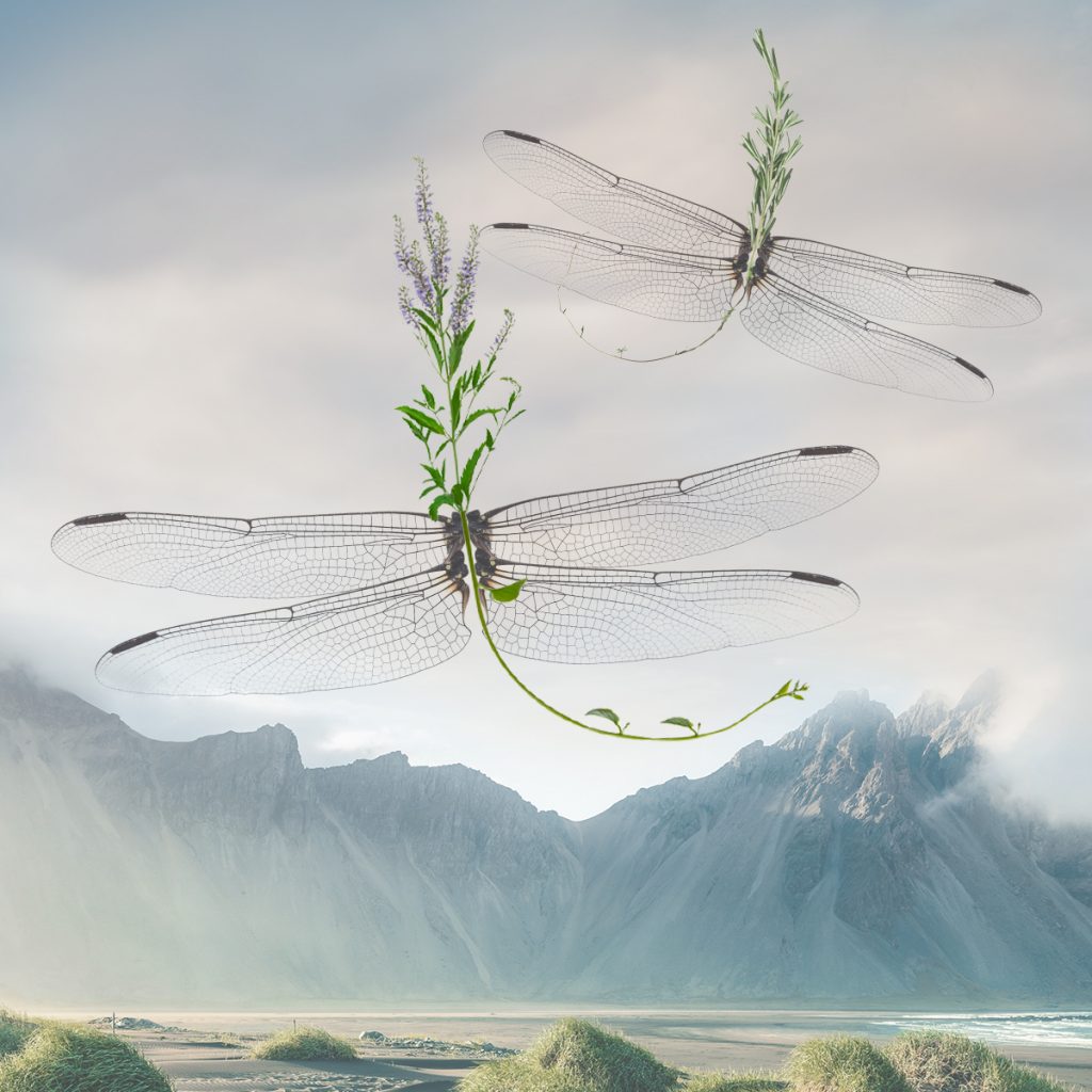 MARTIN MILLER'S GIN. SOCIAL MEDIA