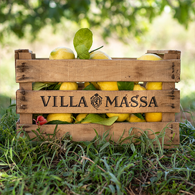 VILLA MASSA. PRODUCCIÓN PRIMAVERA VERANO